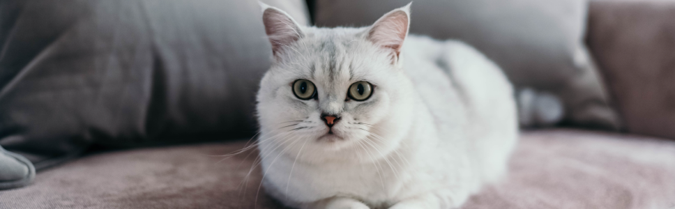 FELIGEN  CRP - Vacuna viva modificada liofilizada